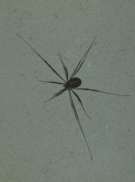 Opilio saxatilis